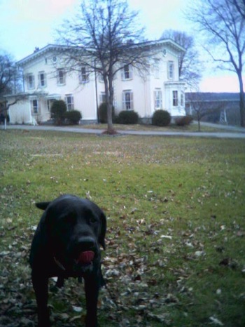 Josh's Dog